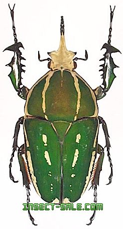 Mecynorrhina Torquata