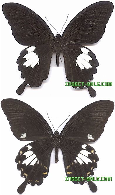 Papilio Nephelus