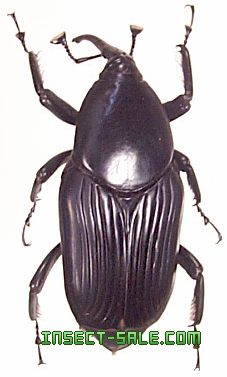 Rhynchophorus Palmarum