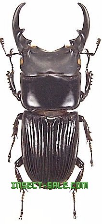 Insect-Sale.com 世界の昆虫販売ネット - Aegus amplus アンプルスネブトクワガタ - Aegus-amplus.jpg -  昆虫, 甲虫, 蝶, クワガタムシ, ハナムグリ, カミキリムシ, カブトムシ, insect, insects, butterfly,  butterflies, bugs, beetles, moths, coleoptera, lepidoptera ...