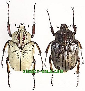 Insect-Sale.com 世界の昆虫販売ネット - Argyrophegges kolbei シンジュオオツノハナムグリ -  Argyrophegges-kolbei.jpg - 昆虫, 甲虫, 蝶, クワガタムシ, ハナムグリ, カミキリムシ, カブトムシ, insect,  insects, butterfly, butterflies, bugs, beetles, moths ...