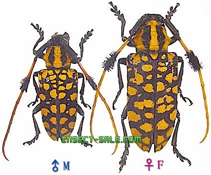 Insect-Sale.com 世界の昆虫販売ネット - Aristobia approximator キンモンフサヒゲカミキリ -  Aristobia-approximator.jpg - 昆虫, 甲虫, 蝶, クワガタムシ, ハナムグリ, カミキリムシ, カブトムシ,  insect, insects, butterfly, butterflies, bugs, beetles, moths ...