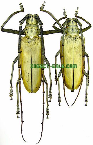 Insect-Sale.com 世界の昆虫販売ネット - Batocera hercules ヘラクレスシロスジカミキリ - Batocera- hercules.jpg - 昆虫, 甲虫, 蝶, クワガタムシ, ハナムグリ, カミキリムシ, カブトムシ, insect, insects,  butterfly, butterflies, bugs, beetles, moths, coleoptera ...