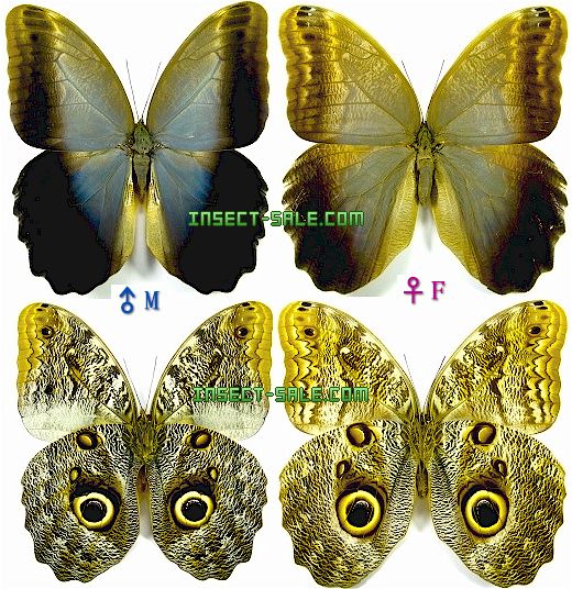 Caligo illioneus