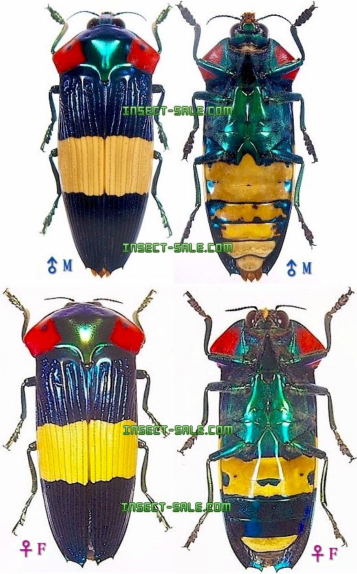 Insect-Sale.com 世界の昆虫販売ネット - Calodema ribbei ribbei キオビオオサマムカシタマムシ -  Calodema-ribbei-ribbei-PNG.jpg - 昆虫, 甲虫, 蝶, クワガタムシ, ハナムグリ, カミキリムシ, カブトムシ,  insect, insects, butterfly, butterflies, bugs, beetles ...