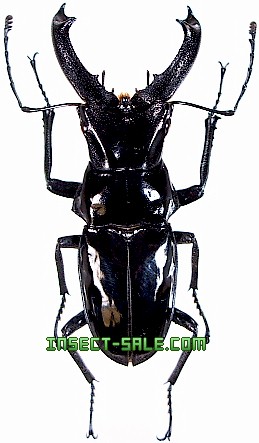 Insect-Sale.com 世界の昆虫販売ネット - Cantharolethrus elongatus エロンガトゥスクビボソツヤクワガタ -  Cantharolethrus-elongatus.jpg - 昆虫, 甲虫, 蝶, クワガタムシ, ハナムグリ, カミキリムシ, カブトムシ,  insect, insects, butterfly, butterflies, bugs ...