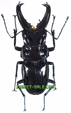 Insect-Sale.com 世界の昆虫販売ネット - Cantharolethrus steinheili ステインヘイルクビボソツヤクワガタ -  Cantharolethrus-steinheili.jpg - 昆虫, 甲虫, 蝶, クワガタムシ, ハナムグリ, カミキリムシ, カブトムシ,  insect, insects, butterfly, butterflies, bugs ...