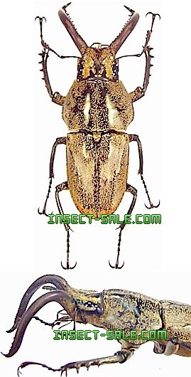 Insect-Sale.com 世界の昆虫販売ネット - Casignetus spixi スピックスコフキクワガタ - Casignetus- spixi.jpg - 昆虫, 甲虫, 蝶, クワガタムシ, ハナムグリ, カミキリムシ, カブトムシ, insect, insects,  butterfly, butterflies, bugs, beetles, moths, coleoptera ...