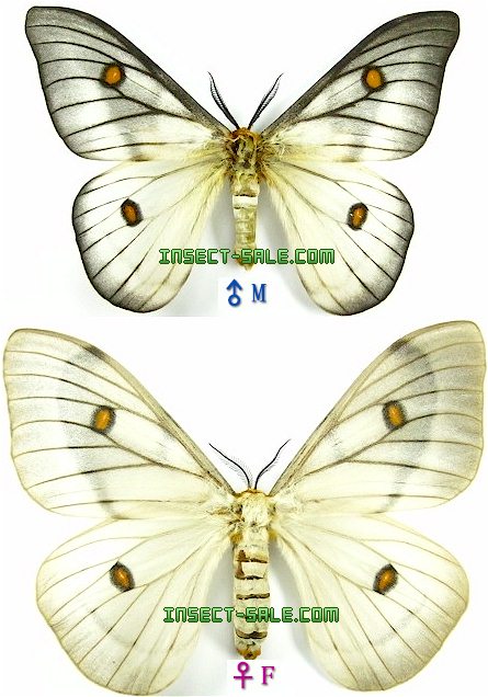 Insect-Sale.com 世界の昆虫販売ネット - Ceranchia apollina - Ceranchia-apollina.jpg -  昆虫, 甲虫, 蝶, クワガタムシ, ハナムグリ, カミキリムシ, カブトムシ, insect, insects, butterfly,  butterflies, bugs, beetles, moths, coleoptera, lepidoptera, entomology