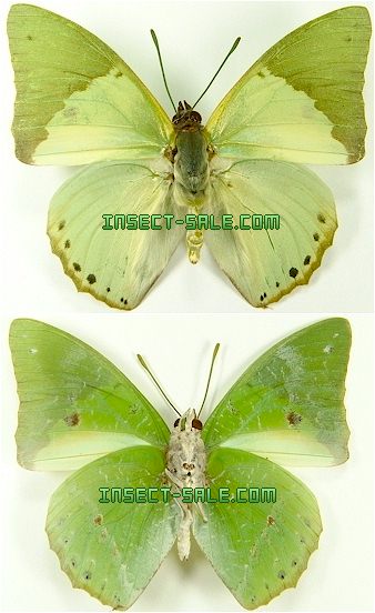 Insect-Sale.com 世界の昆虫販売ネット - Charaxes eupale eupale アオ