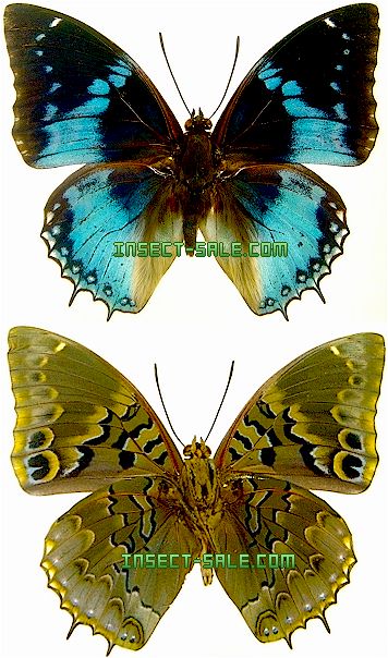 Insect-Sale.com 世界の昆虫販売ネット - Charaxes smaragdalis ...