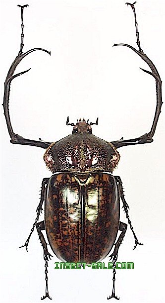 Insect-Sale.com 世界の昆虫販売ネット - Cheirotonus parryi パリーテナガコガネ -  Cheirotonus-parryi.jpg - 昆虫, 甲虫, 蝶, クワガタムシ, ハナムグリ, カミキリムシ, カブトムシ, insect,  insects, butterfly, butterflies, bugs, beetles, moths, coleoptera ...