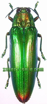 Insect-Sale.com 世界の昆虫販売ネット - Chrysochroa aurora ニブイロツマベニルリタマムシ -  Chrysochroa-aurora.jpg - 昆虫, 甲虫, 蝶, クワガタムシ, ハナムグリ, カミキリムシ, カブトムシ, insect,  insects, butterfly, butterflies, bugs, beetles, moths ...