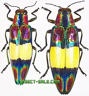 Insect-Sale.com 世界の昆虫販売ネット - Chrysochroa fulgens ハデモンニシキタマムシ -  Chrysochroa-fulgens.jpg - 昆虫, 甲虫, 蝶, クワガタムシ, ハナムグリ, カミキリムシ, カブトムシ, insect,  insects, butterfly, butterflies, bugs, beetles, moths, coleoptera ...