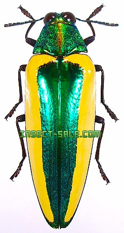 Insect-Sale.com 世界の昆虫販売ネット - Chrysochroa limbata キベリルリタマムシ - Chrysochroa-limbata.jpg  - 昆虫, 甲虫, 蝶, クワガタムシ, ハナムグリ, カミキリムシ, カブトムシ, insect, insects, butterfly,  butterflies, bugs, beetles, moths, coleoptera ...