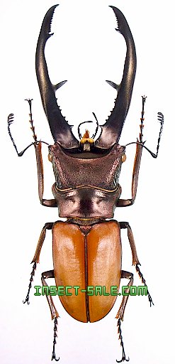 Insect-Sale.com 世界の昆虫販売ネット - Cyclommatus montanellus モンタネルスホソアカクワガタ -  Cyclommatus-montanellus.jpg - 昆虫, 甲虫, 蝶, クワガタムシ, ハナムグリ, カミキリムシ, カブトムシ,  insect, insects, butterfly, butterflies, bugs, beetles ...