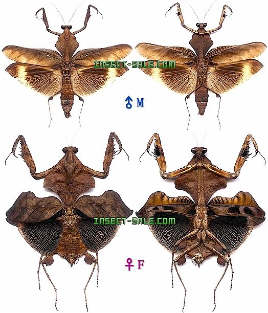 Insect-Sale.com 世界の昆虫販売ネット - Deroplatys lobata ヒシムネカレハカマキリ -  Deroplatys-lobata.jpg - 昆虫, 甲虫, 蝶, クワガタムシ, ハナムグリ, カミキリムシ, カブトムシ, insect,  insects, butterfly, butterflies, bugs, beetles, moths, coleoptera ...