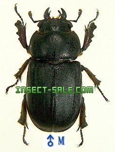 Insect-Sale.com 世界の昆虫販売ネット - Dorculus lombokensis ロンボクコマルクワガタ -  Dorculus-lombokensis.jpg - 昆虫, 甲虫, 蝶, クワガタムシ, ハナムグリ, カミキリムシ, カブトムシ, insect,  insects, butterfly, butterflies, bugs, beetles, moths ...