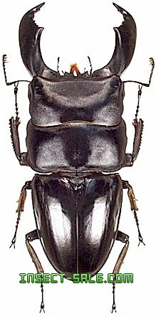 titanus dorcus insect sumatra