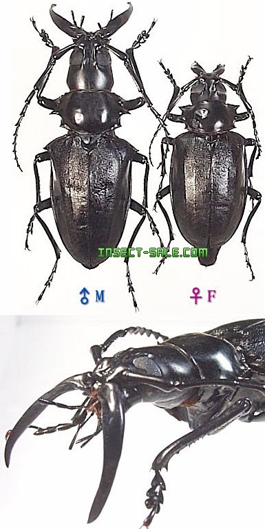 Insect-Sale.com 世界の昆虫販売ネット - Dorysthenes walkeri シャムオオキバノコギリカミキリ -  Dorysthenes-walkeri.jpg - 昆虫, 甲虫, 蝶, クワガタムシ, ハナムグリ, カミキリムシ, カブトムシ, insect,  insects, butterfly, butterflies, bugs, beetles, moths ...