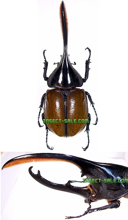 Insect-Sale.com 世界の昆虫販売ネット - Dynastes hercules septentrionalis ヘラクレスオオカブト（セプテントリオナリス）  - Dynastes-hercules-septentrionalis.jpg - 昆虫, 甲虫, 蝶, クワガタムシ, ハナムグリ, カミキリムシ,  カブトムシ, insect, insects ...