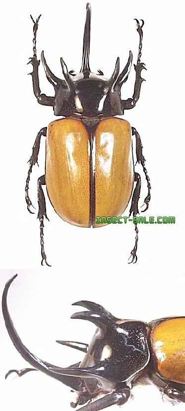 Insect-Sale.com 世界の昆虫販売ネット - Eupatorus gracilicornis