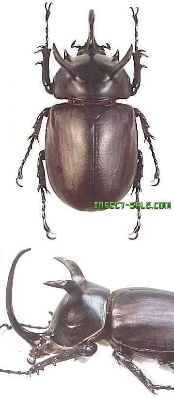 Insect-Sale.com 世界の昆虫販売ネット - Eupatorus siamensis シャム