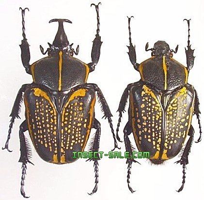 Insect-Sale.com 世界の昆虫販売ネット - Fornasinius fornasinii イカリツノハナムグリ -  Fornasinius-fornasinii.jpg - 昆虫, 甲虫, 蝶, クワガタムシ, ハナムグリ, カミキリムシ, カブトムシ,  insect, insects, butterfly, butterflies, bugs, beetles, moths ...