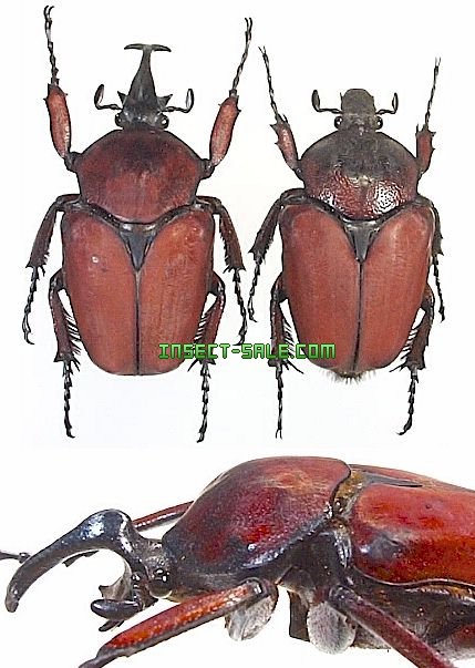 Insect-Sale.com 世界の昆虫販売ネット - Fornasinius russus セアカイカリツノハナムグリ -  Fornassinius-russus.jpg - 昆虫, 甲虫, 蝶, クワガタムシ, ハナムグリ, カミキリムシ, カブトムシ, insect,  insects, butterfly, butterflies, bugs, beetles, moths ...