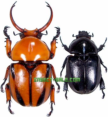 Insect-Sale.com 世界の昆虫販売ネット - Fruhstorferia nigromuliebris クロスジオオクワガタコガネ -  Fruhstorferia-nigromuliebris.jpg - 昆虫, 甲虫, 蝶, クワガタムシ, ハナムグリ, カミキリムシ, カブトムシ,  insect, insects, butterfly, butterflies, bugs ...