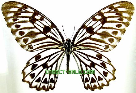 Insect-Sale.com 世界の昆虫販売ネット - Graphium idaeoides (Idea mimic) オオゴマダラタイマイ -  Graphium-idaeoides.jpg - 昆虫, 甲虫, 蝶, クワガタムシ, ハナムグリ, カミキリムシ, カブトムシ, insect,  insects, butterfly, butterflies, bugs, beetles, moths ...