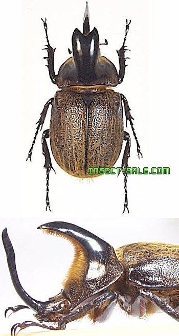 Insect-Sale.com 世界の昆虫販売ネット - Heterogomphus hirtus ヒルタスヘラヅノカブト -  Heterogomphus-hirtus.jpg - 昆虫, 甲虫, 蝶, クワガタムシ, ハナムグリ, カミキリムシ, カブトムシ, insect,  insects, butterfly, butterflies, bugs, beetles, moths ...