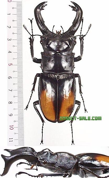 Insect-Sale.com 世界の昆虫販売ネット - Hexarthrius parryi paradoxus (Malaysia) セアカフタマタ クワガタ(パリーフタマタクワガタ) - Hexarthrius-parryi-paradoxus-Malay.jpg - 昆虫, 甲虫, 蝶,  クワガタムシ, ハナムグリ, カミキリムシ, カブトムシ, insect, insects ...