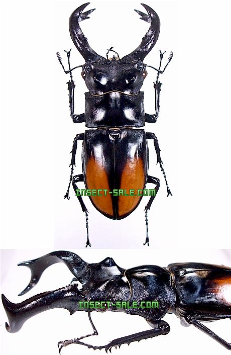 Insect-Sale.com 世界の昆虫販売ネット - Hexarthrius parryi paradoxus (Sumatra) セアカフタマタ クワガタ(パリーフタマタクワガタ) - Hexarthrius-parryi-paradoxus.jpg - 昆虫, 甲虫, 蝶, クワガタムシ,  ハナムグリ, カミキリムシ, カブトムシ, insect, insects ...