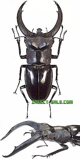 Insect-Sale.com 世界の昆虫販売ネット - Hexarthrius rhinoceros chaudoiri リノケロスフタマタクワガタ  - Hexarthrius-rhinoceros-chaudoiri.jpg - 昆虫, 甲虫, 蝶, クワガタムシ, ハナムグリ, カミキリムシ,  カブトムシ, insect, insects, butterfly, butterflies ...