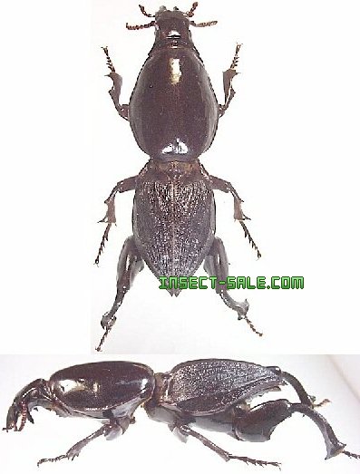 Insect-Sale.com 世界の昆虫販売ネット - Hypocephalus armatus ケラモドキカミキリ -  Hypocephalus-armatus.jpg - 昆虫, 甲虫, 蝶, クワガタムシ, ハナムグリ, カミキリムシ, カブトムシ, insect,  insects, butterfly, butterflies, bugs, beetles, moths, coleoptera ...