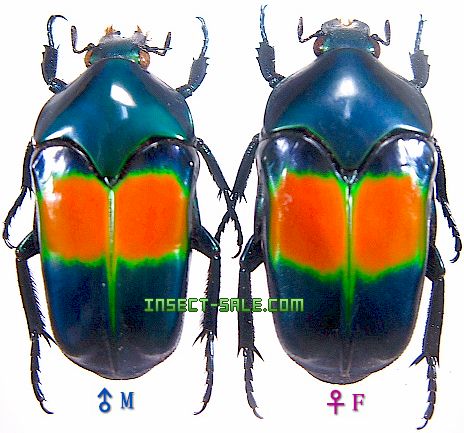 Insect-Sale.com 世界の昆虫販売ネット - Ischiopsopha jamesi