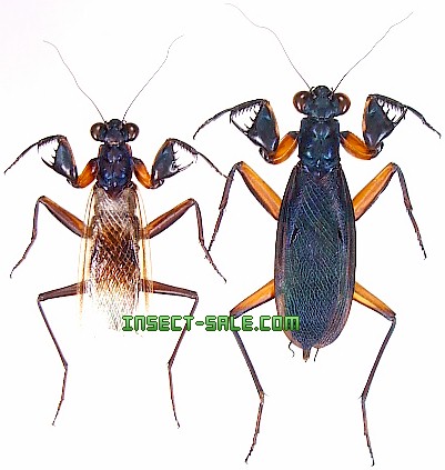 Insect-Sale.com 世界の昆虫販売ネット - Metallyticus violaceus ケンランカマキリ - Metallyticus- splendidus-sp.jpg - 昆虫, 甲虫, 蝶, クワガタムシ, ハナムグリ, カミキリムシ, カブトムシ, insect,  insects, butterfly, butterflies, bugs, beetles, moths ...