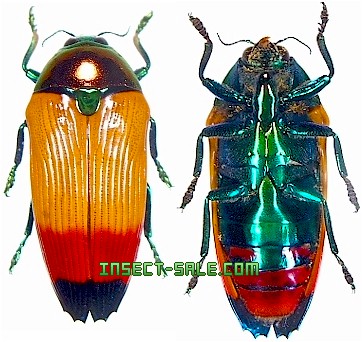 Insect-Sale.com 世界の昆虫販売ネット - Metaxymorpha apicalis