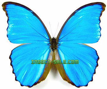 Insect-Sale.com 世界昆虫标本销售网- Morpho didius 大蓝闪蝶- Morpho