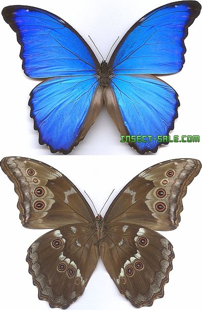 Insect Sale Com 世界の昆虫販売ネット Morpho Godarti Assarpai ゴダートモルフォ Morpho Godarti Assarpai Jpg 昆虫 甲虫 蝶 クワガタムシ ハナムグリ カミキリムシ カブトムシ Insect Insects Butterfly Butterflies Bugs Beetles Moths