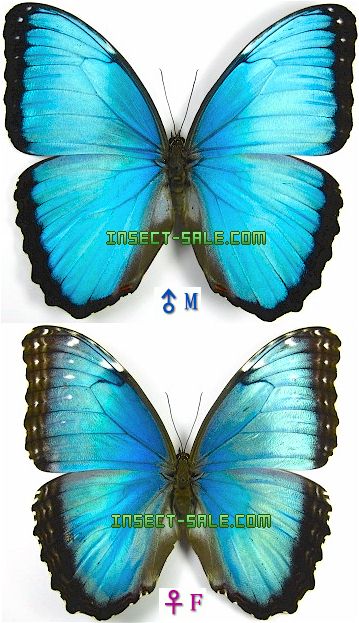 Insect-Sale.com 世界の昆虫販売ネット - Morpho peleides peleides ペレイデスモルフォ - Morpho- peleides-peleides.jpg - 昆虫, 甲虫, 蝶, クワガタムシ, ハナムグリ, カミキリムシ, カブトムシ, insect,  insects, butterfly, butterflies, bugs, beetles, moths ...