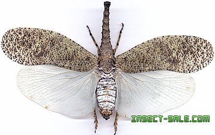 Insect-Sale.com 世界の昆虫販売ネット - Zanna nobilis - Nanna