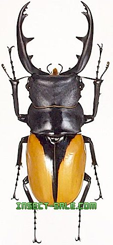 Insect-Sale.com 世界の昆虫販売ネット - Odontolabis burmeisteri ブルマイスターツヤクワガタ -  Odontolabis-burmeisteri.jpg - 昆虫, 甲虫, 蝶, クワガタムシ, ハナムグリ, カミキリムシ, カブトムシ,  insect, insects, butterfly, butterflies, bugs, beetles, moths ...