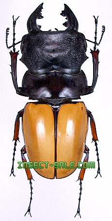 Insect-Sale.com 世界の昆虫販売ネット - Odontolabis femoralis femoralis (Mesodonte)  フェモラリスオニツヤクワガタ（フェモラリスツヤクワガタ） - Odontolabis-femoralis-Mesodonte.jpg - 昆虫,  甲虫, 蝶, クワガタムシ, ハナムグリ, カミキリムシ, カブトムシ ...