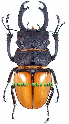 Insect-Sale.com 世界の昆虫販売ネット - Odontolabis katsurai (Telodonte) カツラツヤクワガタ -  Odontolabis-katsurai.jpg - 昆虫, 甲虫, 蝶, クワガタムシ, ハナムグリ, カミキリムシ, カブトムシ, insect,  insects, butterfly, butterflies, bugs, beetles, moths ...