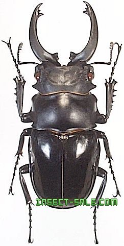 Insect-Sale.com 世界の昆虫販売ネット - Odontolabis siva siva オニツヤクワガタ - Odontolabis-siva-siva.jpg  - 昆虫, 甲虫, 蝶, クワガタムシ, ハナムグリ, カミキリムシ, カブトムシ, insect, insects, butterfly,  butterflies, bugs, beetles, moths, coleoptera ...