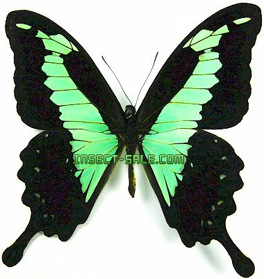 Insect-Sale.com 世界の昆虫販売ネット - Papilio phorcas congoanus フォルカスミドリアゲハ -  Papilio-phorcas.jpg - 昆虫, 甲虫, 蝶, クワガタムシ, ハナムグリ, カミキリムシ, カブトムシ, insect,  insects, butterfly, butterflies, bugs, beetles, moths ...