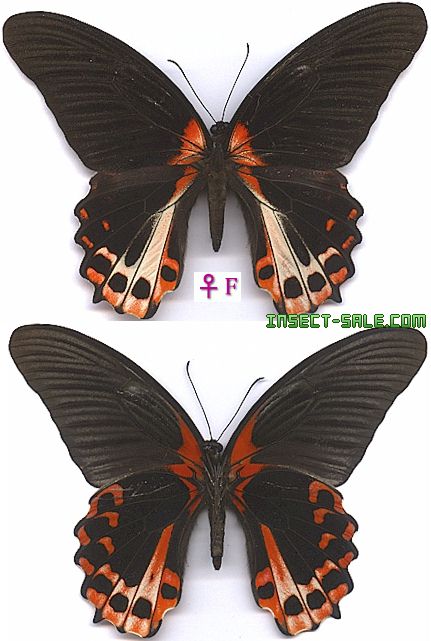 Insect-Sale.com 世界の昆虫販売ネット - Papilio rumanzovia eubalia アカネアゲハ ...