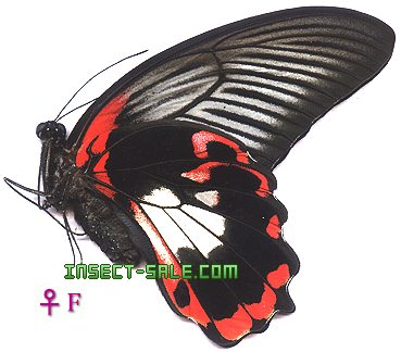 Insect-Sale.com 世界の昆虫販売ネット - Papilio rumanzovia rumanzovia アカネアゲハ ...